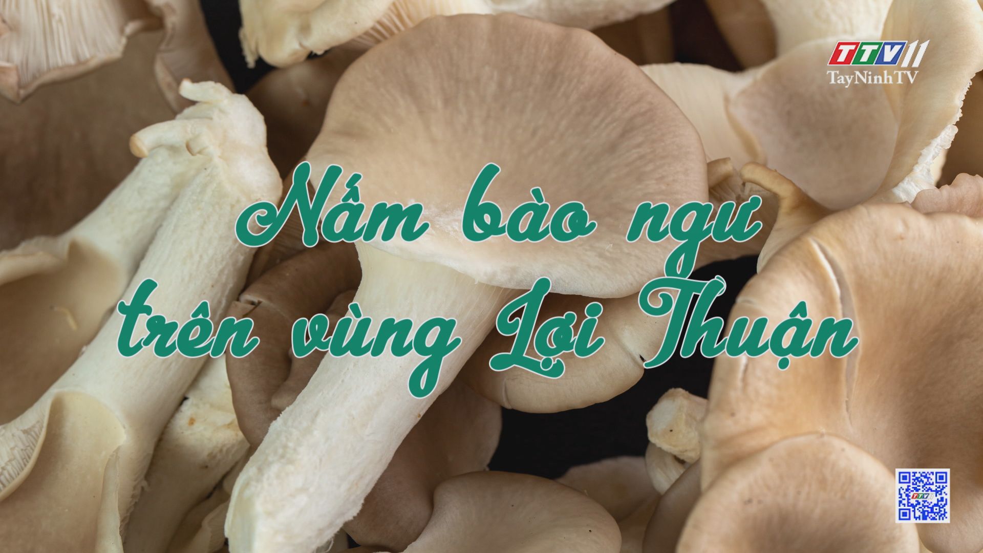 Nấm bào ngư trên vùng Lợi Thuận | NÔNG NGHIỆP TÂY NINH | TayNinhTV
